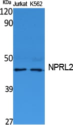 NPRL2 Polyclonal Antibody – Figure 1 of 1