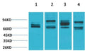 Nrf2 Polyclonal Antibody – Figure 1 of 1