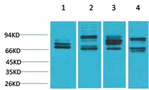 Nrf2 Polyclonal Antibody – Figure 1 of 1
