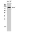 NSF Polyclonal Antibody – Figure 1 of 1