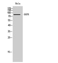OGFR Polyclonal Antibody – Figure 1 of 1