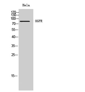 OGFR Polyclonal Antibody – Figure 1 of 1