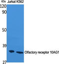 Olfactory receptor 10AG1 Polyclonal Antibody – Figure 1 of 1