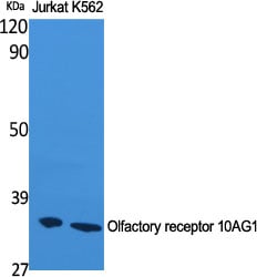 Olfactory receptor 10AG1 Polyclonal Antibody – Figure 1 of 1