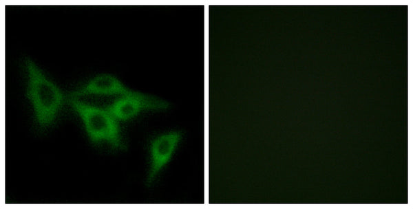 Olfactory receptor 2I1 Polyclonal Antibody – Figure 1 of 1