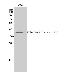 Olfactory receptor 5I1 Polyclonal Antibody – Figure 1 of 1