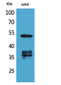 p53 (Acetyl Lys370) Polyclonal Antibody – Figure 1 of 1