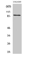 PCAF Polyclonal Antibody – Figure 1 of 1