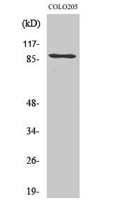 PCAF Polyclonal Antibody – Figure 1 of 1