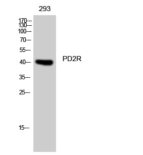 PD2R Polyclonal Antibody – Figure 1 of 1