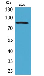 PDGFR- Alpha Polyclonal Antibody – Figure 1 of 1