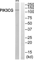 PI 3-Kinase p110 Gamma Polyclonal Antibody – Figure 1 of 1