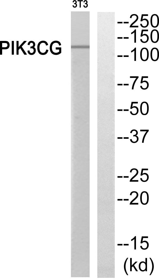 PI 3-Kinase p110 Gamma Polyclonal Antibody – Figure 1 of 1