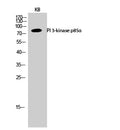 PI 3-kinase p85 Alpha Polyclonal Antibody – Figure 1 of 1