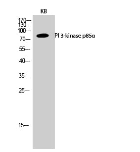 PI 3-kinase p85 Alpha Polyclonal Antibody – Figure 1 of 1