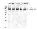 PI 3-kinase p85 Alpha Polyclonal Antibody – Figure 1 of 1