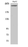 PIP5KIII Polyclonal Antibody – Figure 1 of 1