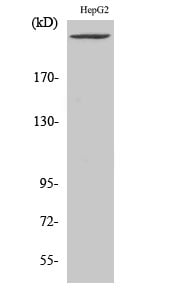 PIP5KIII Polyclonal Antibody – Figure 1 of 1