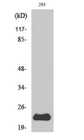 PUMA Polyclonal Antibody – Figure 1 of 1