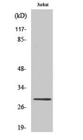 Rim4 Polyclonal Antibody – Figure 1 of 1