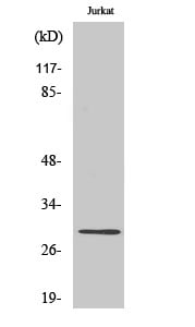 Rim4 Polyclonal Antibody – Figure 1 of 1