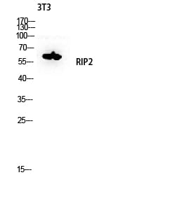 RIP2 Polyclonal Antibody – Figure 1 of 1