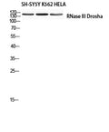 RNase III Drosha Polyclonal Antibody – Figure 1 of 1