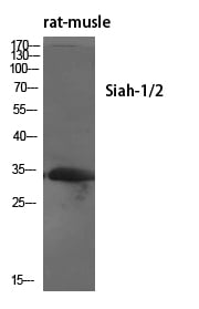 Siah-1/2 Polyclonal Antibody – Figure 1 of 1
