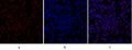 SIRT1 Polyclonal Antibody – Figure 1 of 1