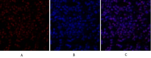 SIRT1 Polyclonal Antibody – Figure 1 of 1
