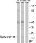 Synuclein- Alpha Polyclonal Antibody – Figure 1 of 1