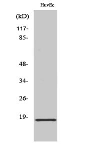 Synuclein- Alpha Polyclonal Antibody – Figure 1 of 1