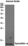 Synuclein- Alpha Polyclonal Antibody – Figure 1 of 1