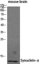 Synuclein- Alpha Polyclonal Antibody – Figure 1 of 1