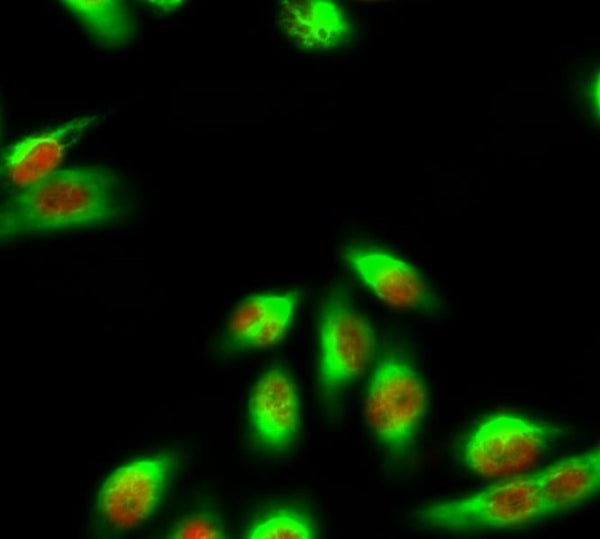 Caspase 9 Monoclonal Antibody(3-20) – Figure 1 of 10