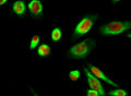 CHOP mouse Monoclonal Antibody(2B1) – Figure 1 of 6