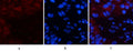 Cystatin C mouse Monoclonal Antibody(7F11) – Figure 1 of 11