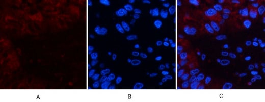 Cystatin C mouse Monoclonal Antibody(7F11) – Figure 1 of 11