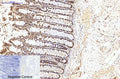 eIF4A1 Monoclonal Antibody(M8) – Figure 1 of 6