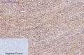 FH Monoclonal Antibody(7F1) – Figure 1 of 6