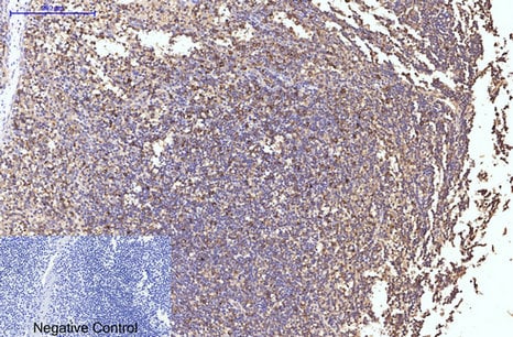 HSP90Beta Monoclonal Antibody(M2) – Figure 1 of 6
