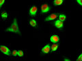 Beta-actin Monoclonal Antibody(5B7) – Figure 1 of 6