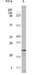 4E-BP1 Monoclonal Antibody – Figure 1 of 2