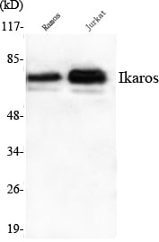 Ikaros Monoclonal Antibody – Figure 1 of 1
