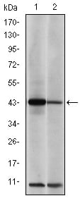 AP-1 Monoclonal Antibody – Figure 1 of 4
