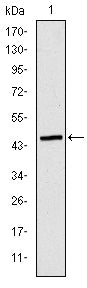 ApoB Monoclonal Antibody – Figure 1 of 3