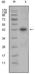 ApoL1 Monoclonal Antibody – Figure 1 of 1