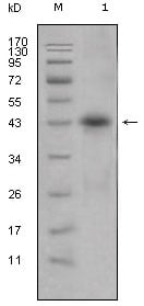 ApoL1 Monoclonal Antibody – Figure 1 of 1