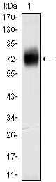 CD38 Monoclonal Antibody – Figure 1 of 2