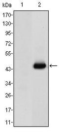 CD66e Monoclonal Antibody – Figure 1 of 2